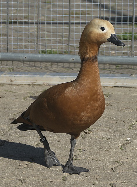 季中单独踢