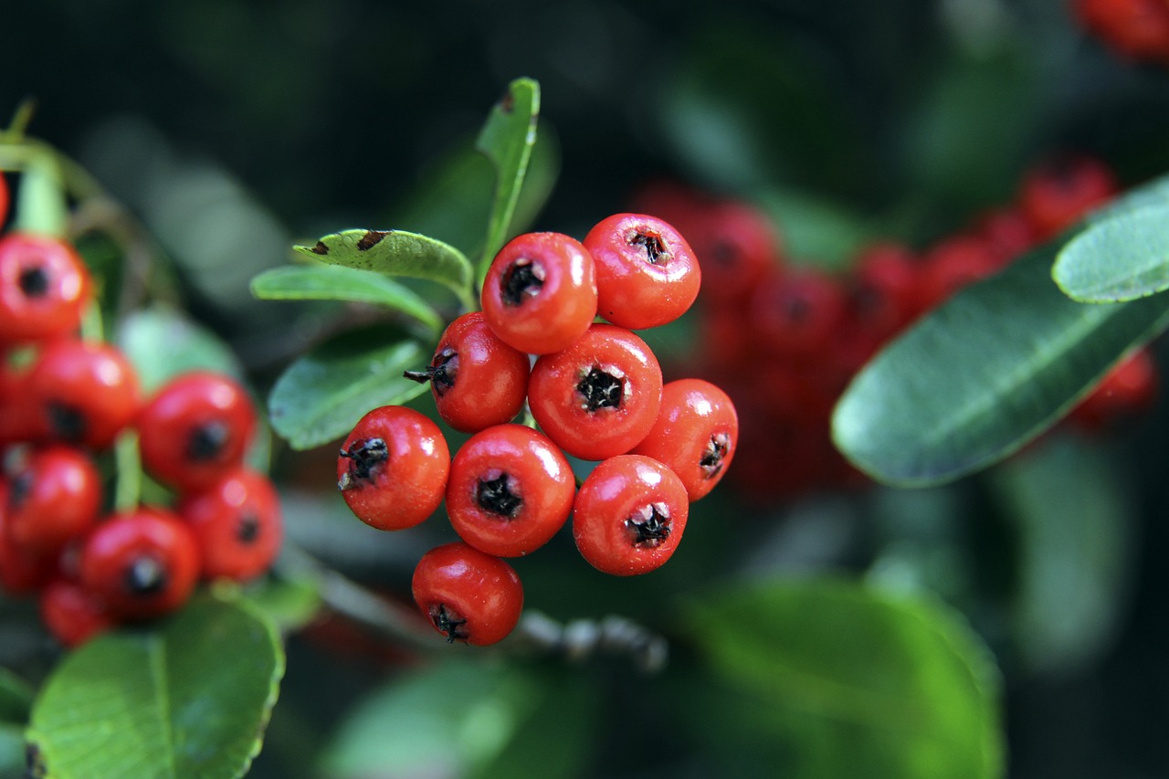 安东尼向经纪人哭诉希望获得时间，曼联计划4000万镑出售他.