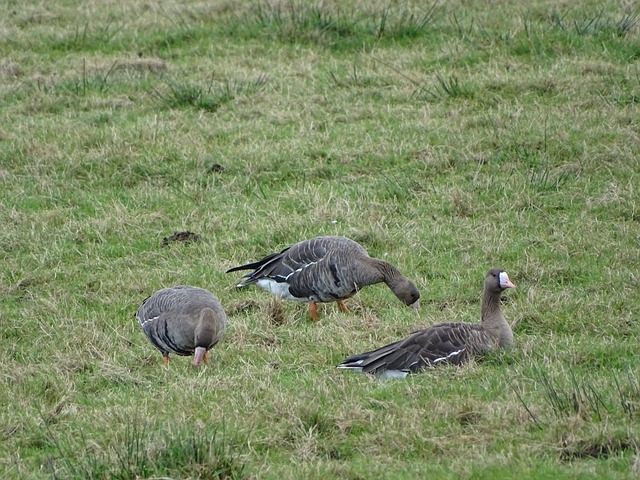 的强势回归 的强势回归